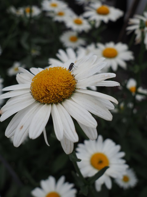 f:id:M32:20230612062938j:image