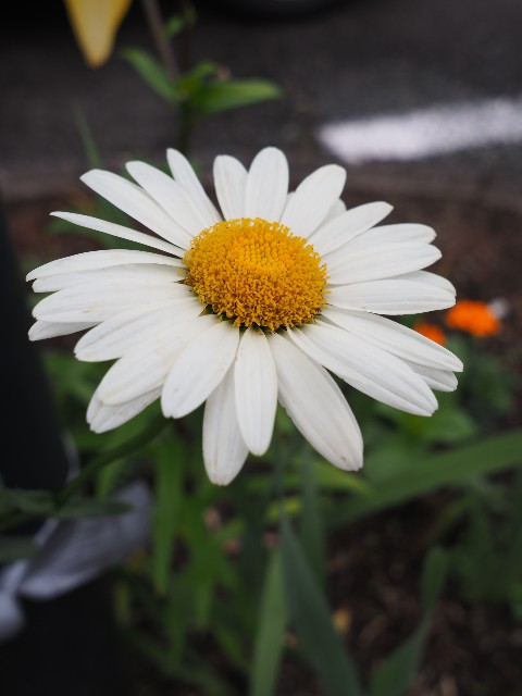 f:id:M32:20230612062944j:image