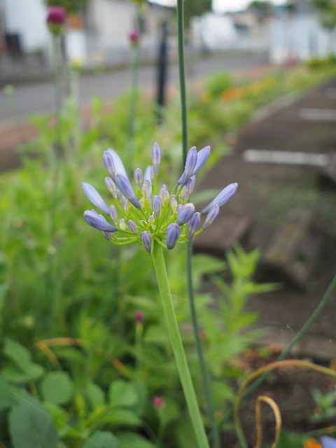 f:id:M32:20230612062956j:image