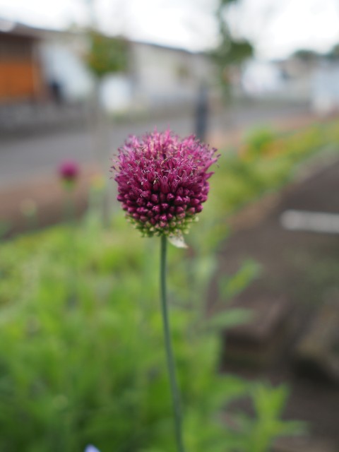 f:id:M32:20230612063002j:image