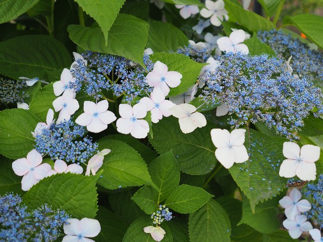 f:id:M32:20230612063009j:image