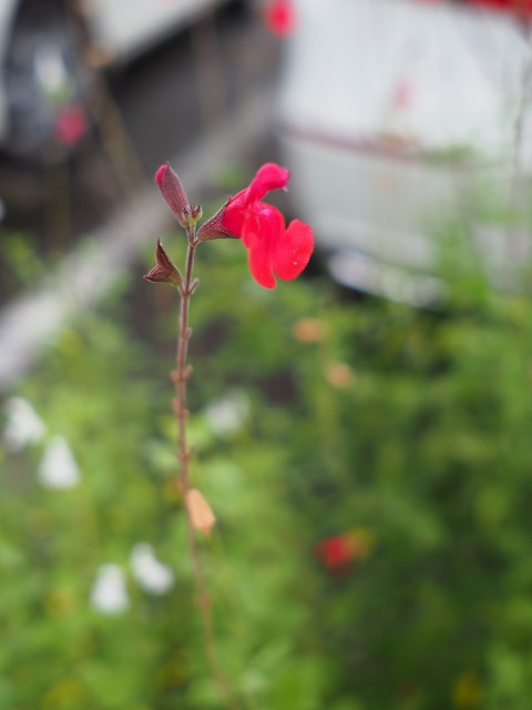 f:id:M32:20230612063021j:image