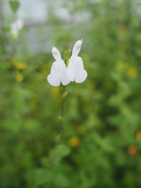 f:id:M32:20230612063033j:image