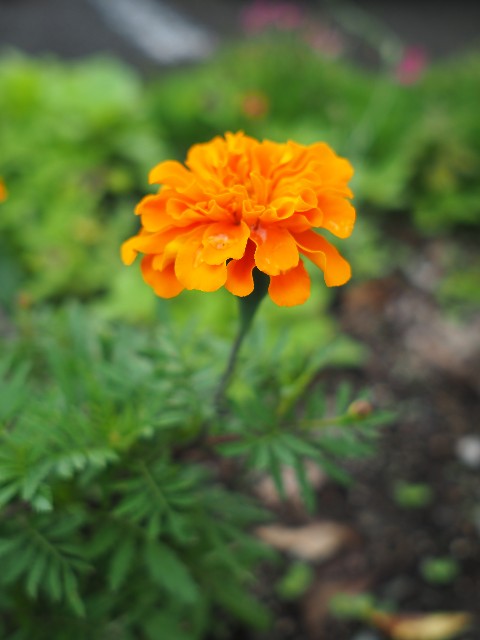 f:id:M32:20230612063039j:image