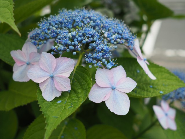 f:id:M32:20230612063046j:image