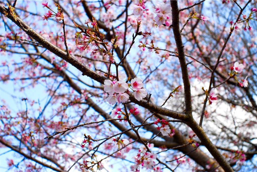 寒桜撮影 - M32camera_lovelike