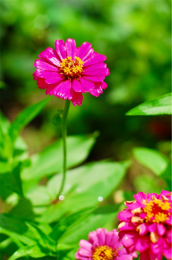 f:id:M32:20240718114910j:image