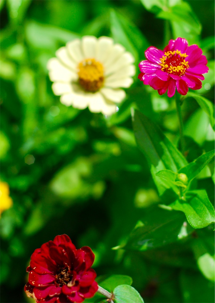f:id:M32:20240718114951j:image
