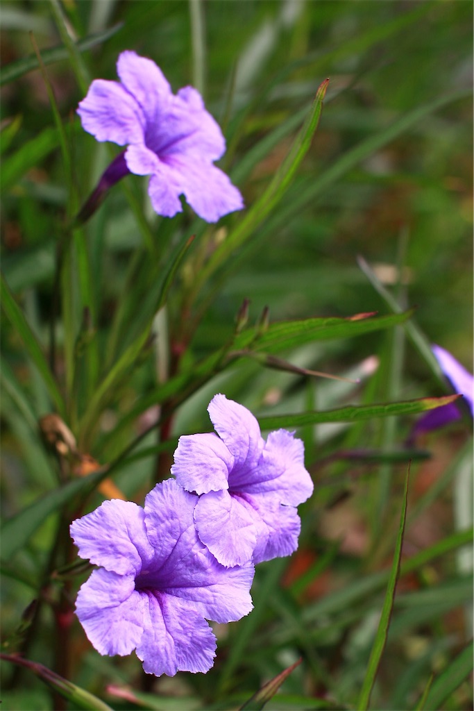 f:id:M32:20250607092316j:image