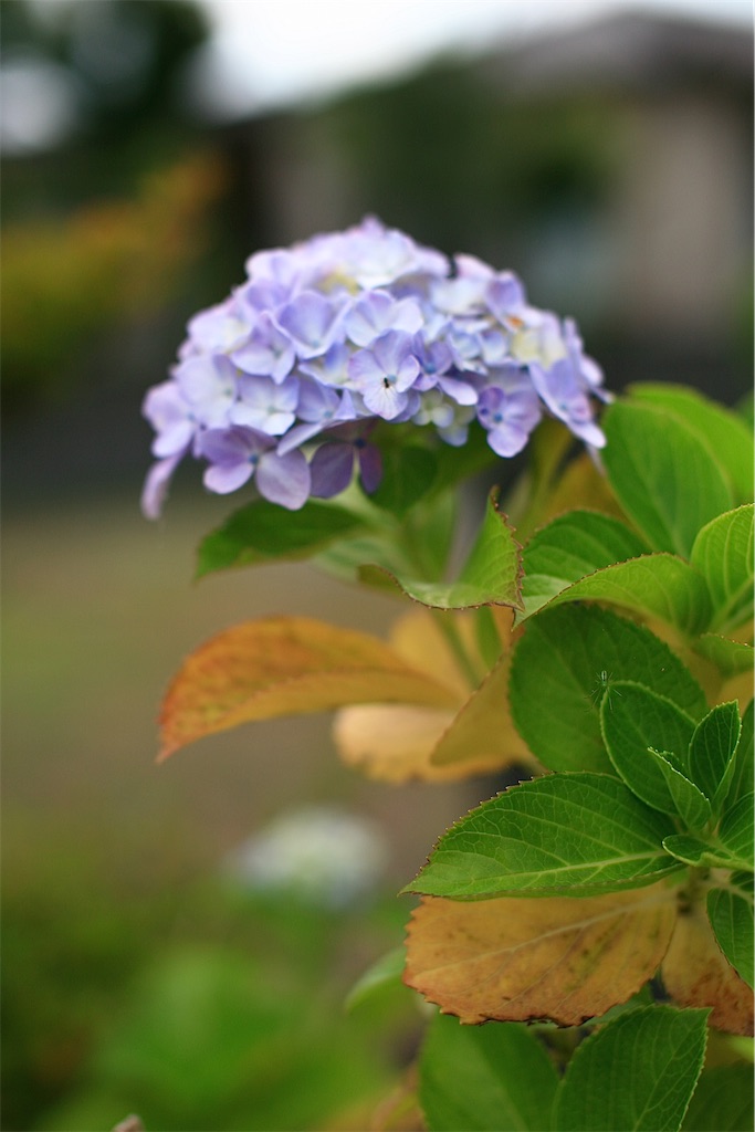 f:id:M32:20250607092337j:image