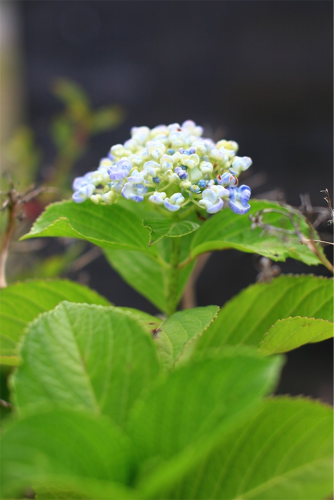 f:id:M32:20250607092340j:image