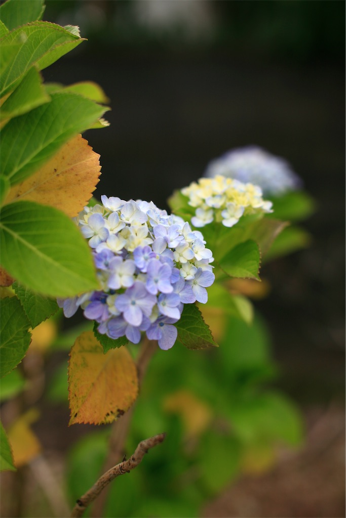f:id:M32:20250607092416j:image