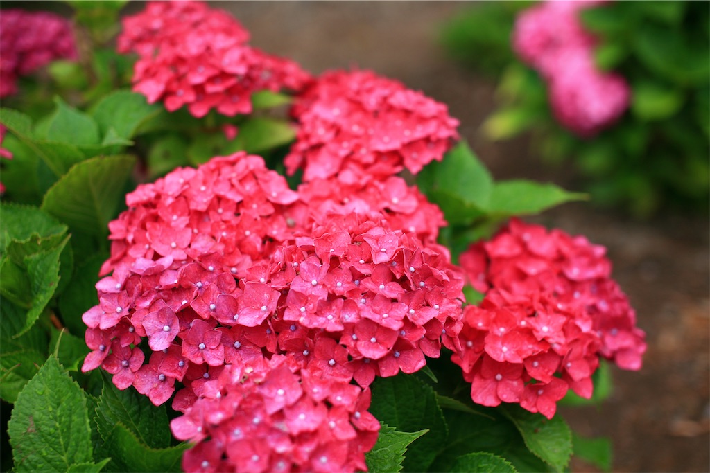 f:id:M32:20250608085808j:image