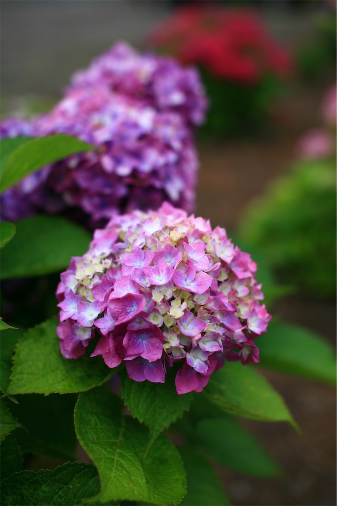 f:id:M32:20250608085823j:image