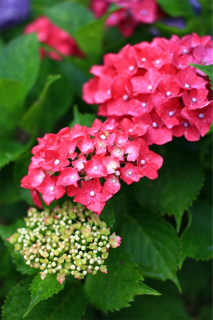 f:id:M32:20250608085853j:image