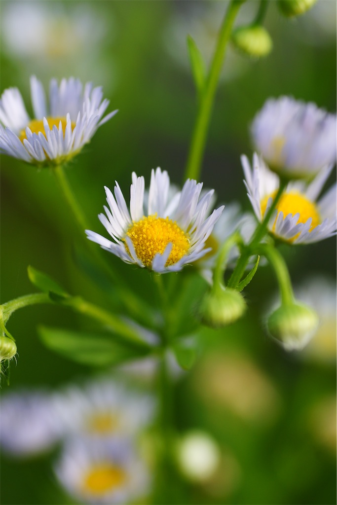 f:id:M32:20260606072233j:image