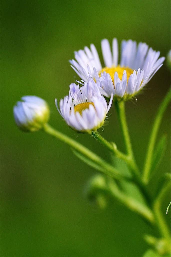 f:id:M32:20260606072237j:image