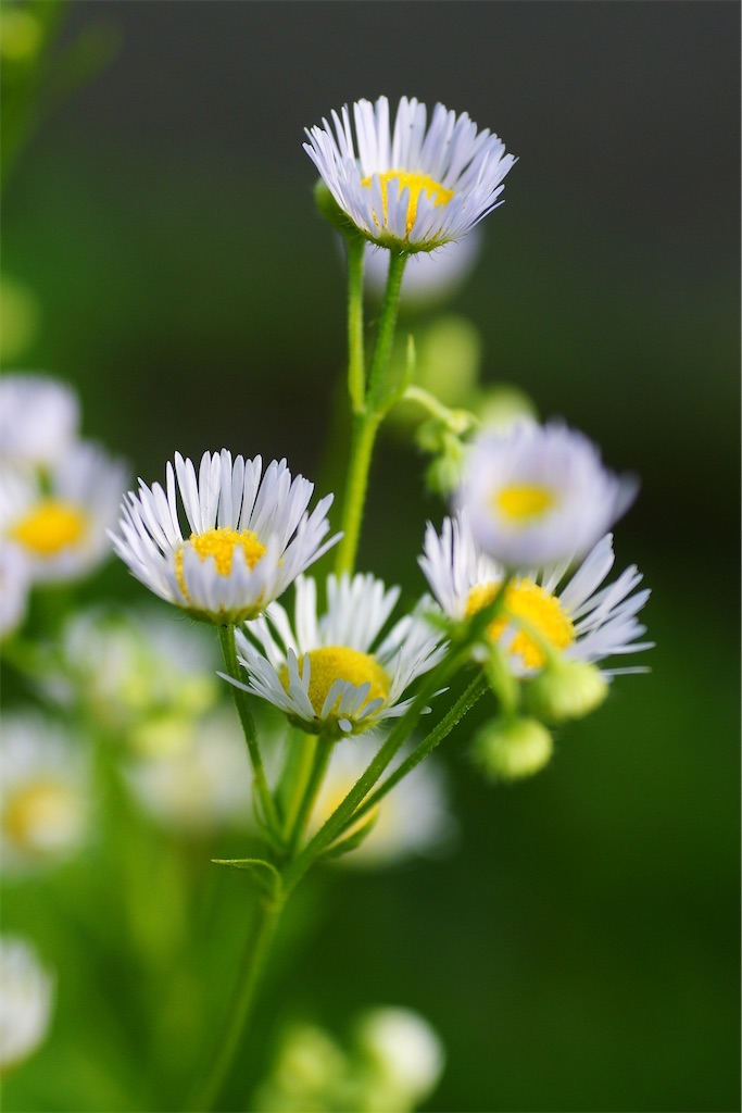 f:id:M32:20260606072240j:image