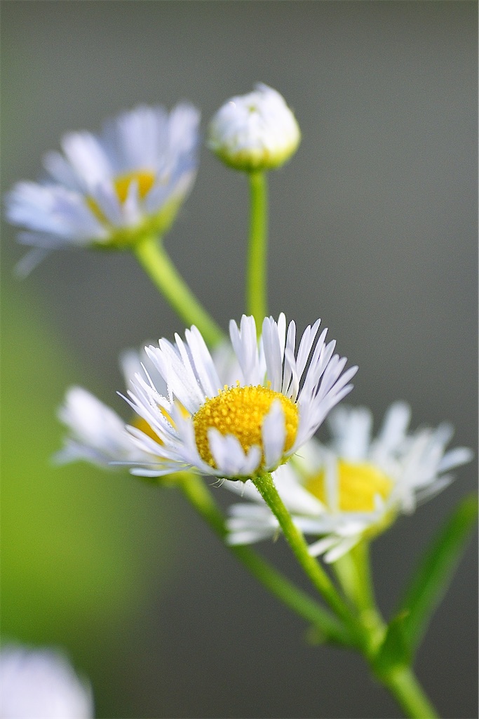 f:id:M32:20260606072244j:image