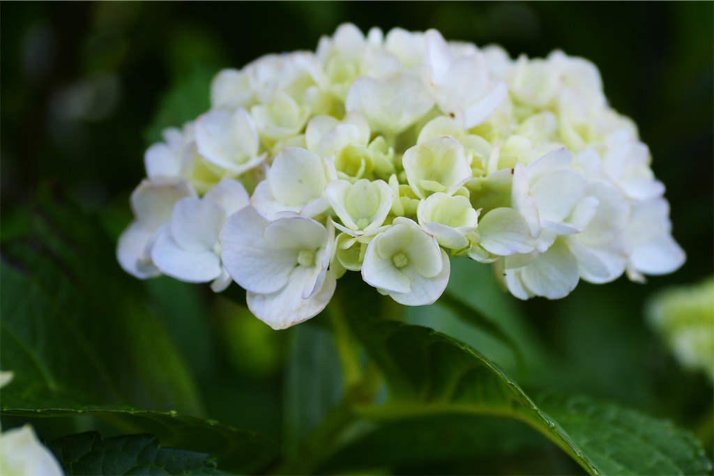 f:id:M32:20260606072248j:image