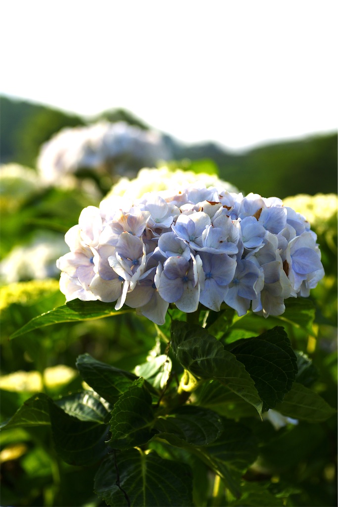f:id:M32:20260606072252j:image