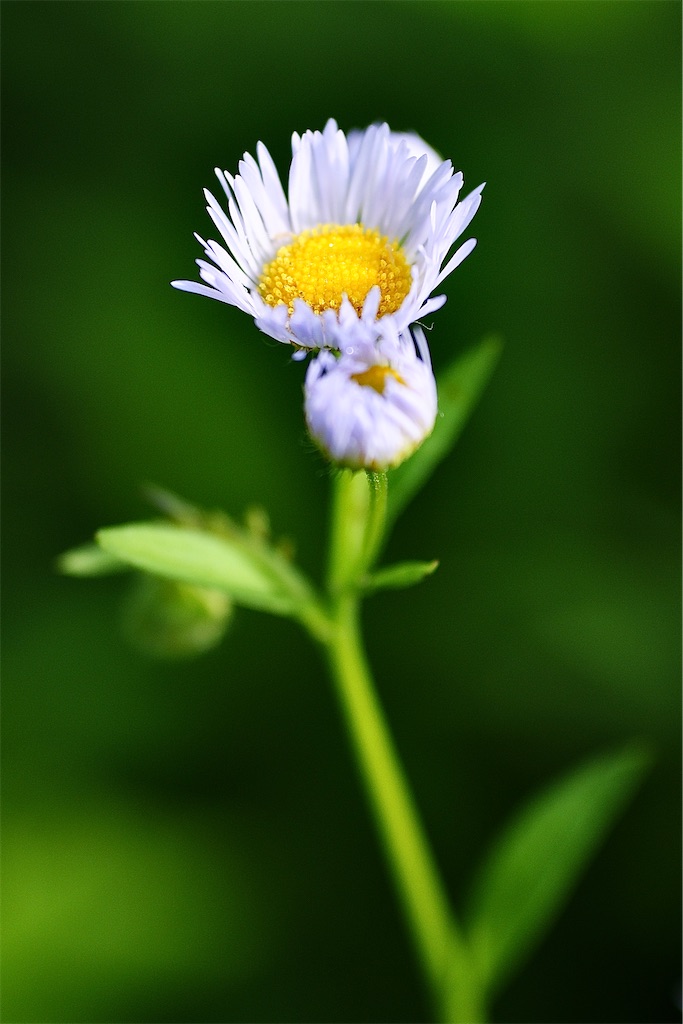 f:id:M32:20260606072313j:image