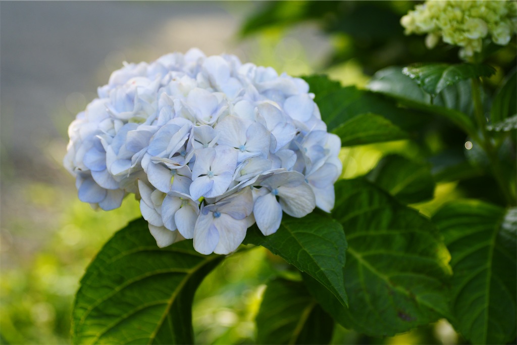 f:id:M32:20260606072316j:image
