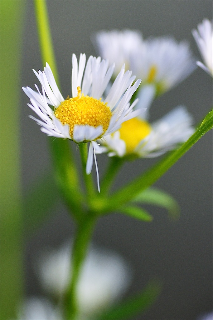 f:id:M32:20260606072320j:image