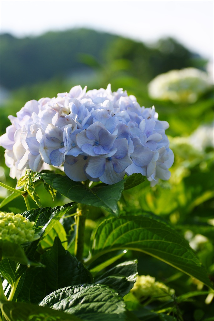 f:id:M32:20260606072323j:image