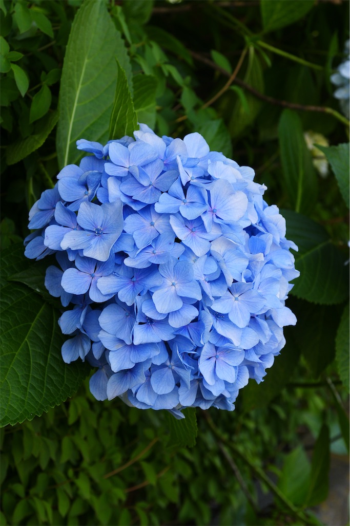 f:id:M32:20260606085809j:image