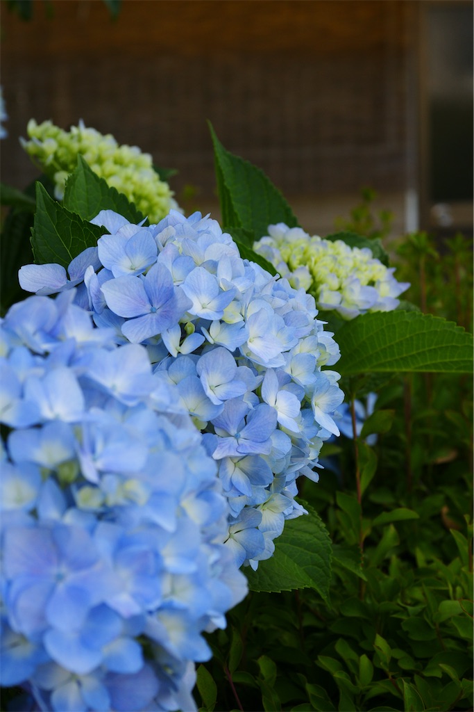 f:id:M32:20260606085815j:image