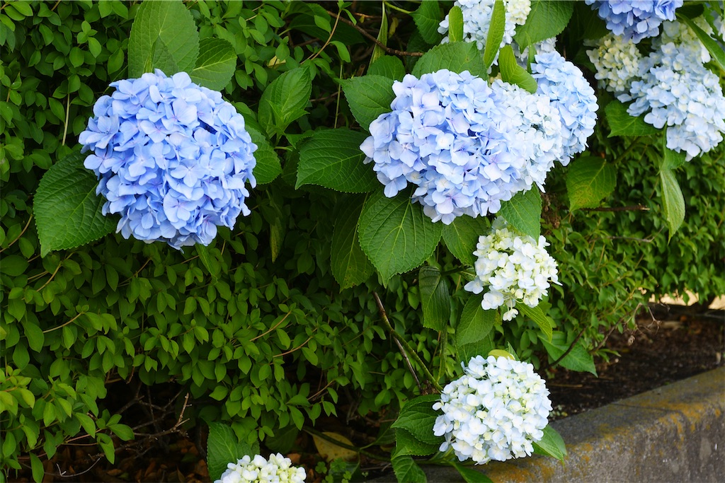 f:id:M32:20260606085818j:image