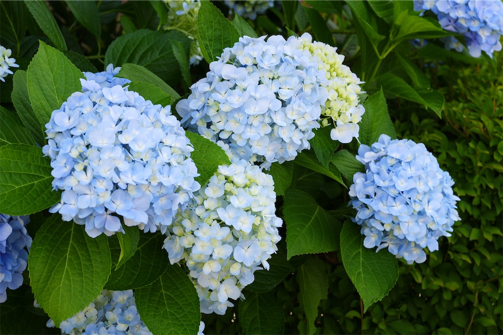 f:id:M32:20260606085835j:image