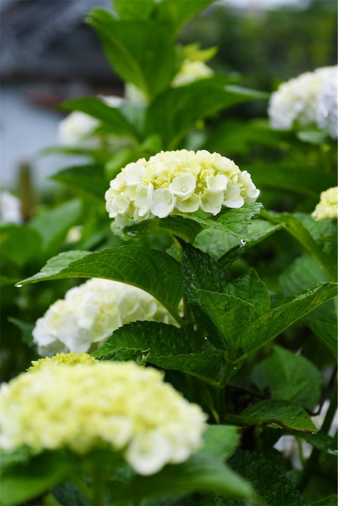 f:id:M32:20260609090040j:image