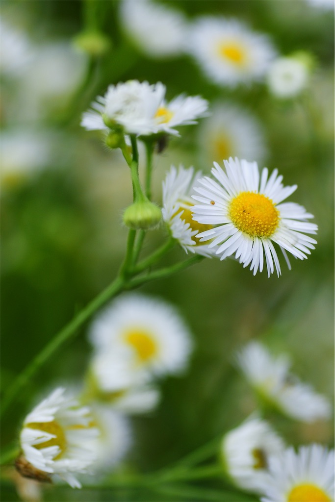 f:id:M32:20260609090053j:image