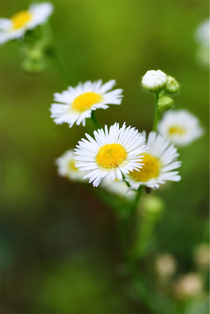 f:id:M32:20260609090056j:image