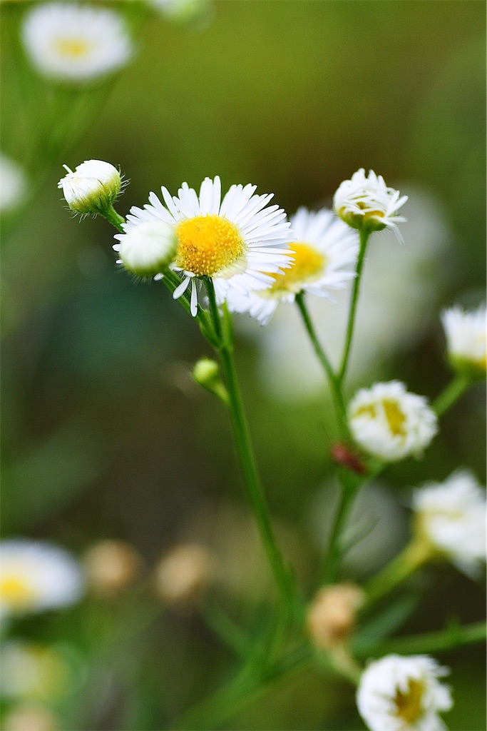 f:id:M32:20260609090059j:image