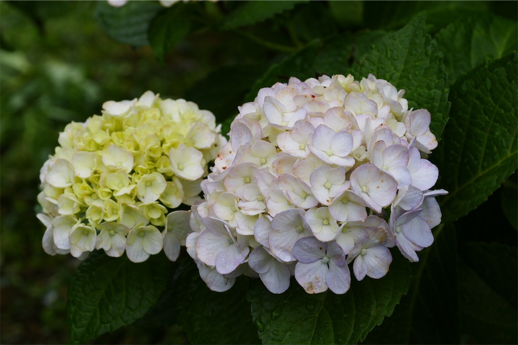 f:id:M32:20260609090101j:image