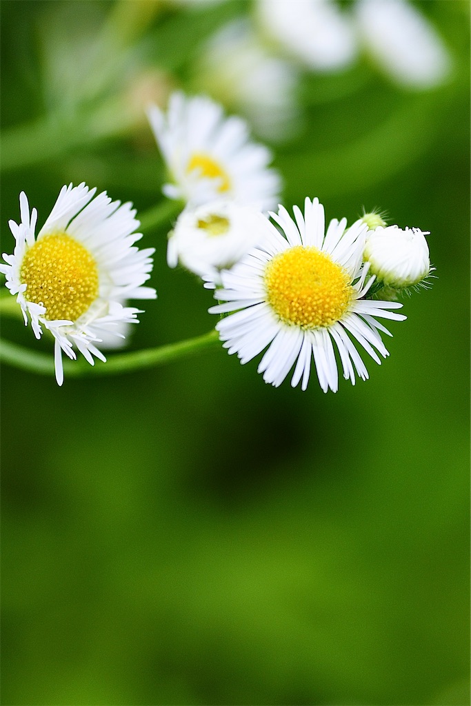 f:id:M32:20260609090109j:image