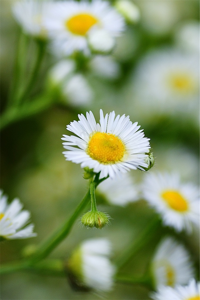 f:id:M32:20260609090112j:image