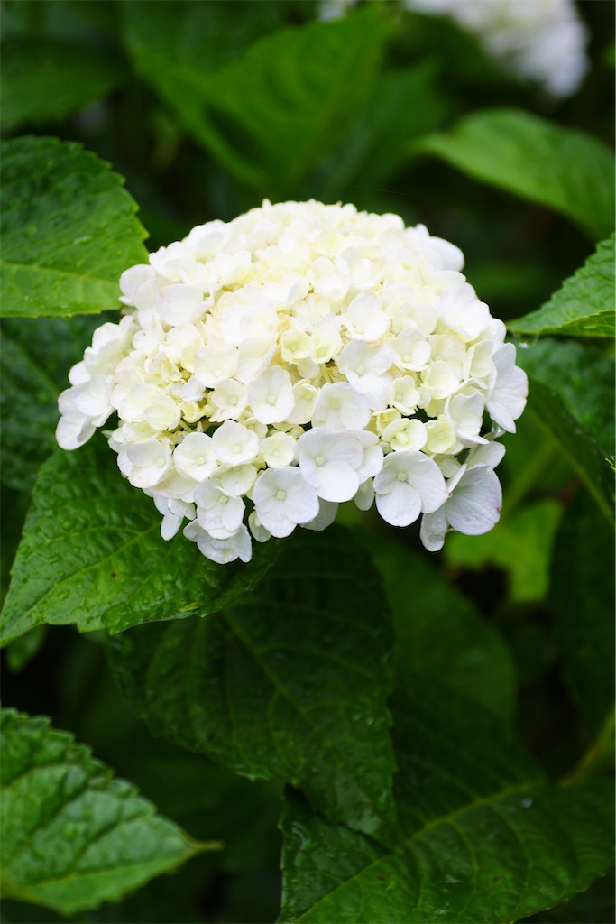 f:id:M32:20260609090132j:image