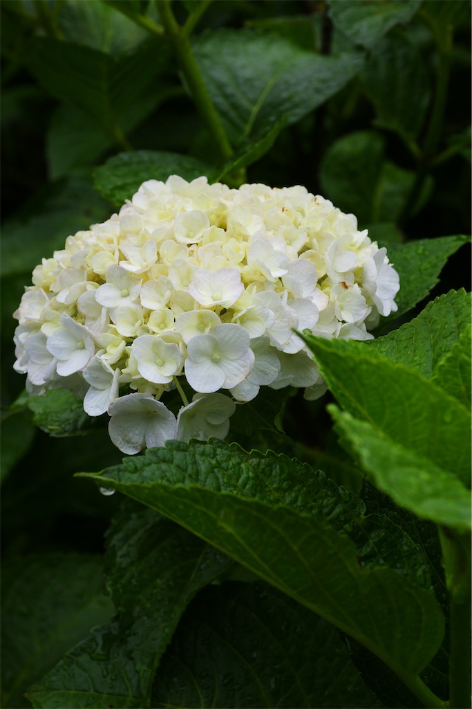 f:id:M32:20260609090211j:image