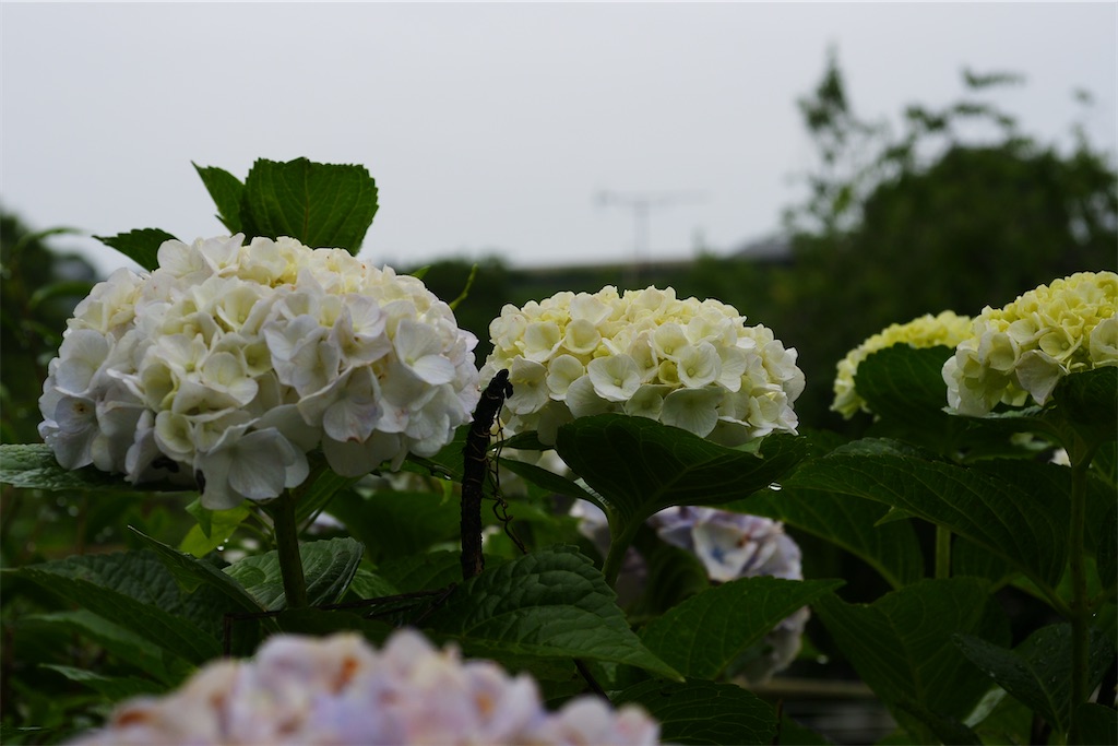 f:id:M32:20260609090228j:image