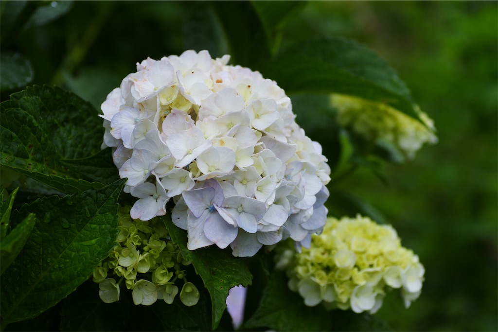 f:id:M32:20260609090242j:image