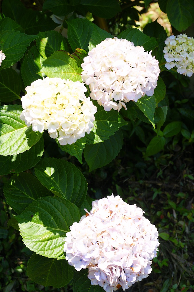 f:id:M32:20260613054137j:image