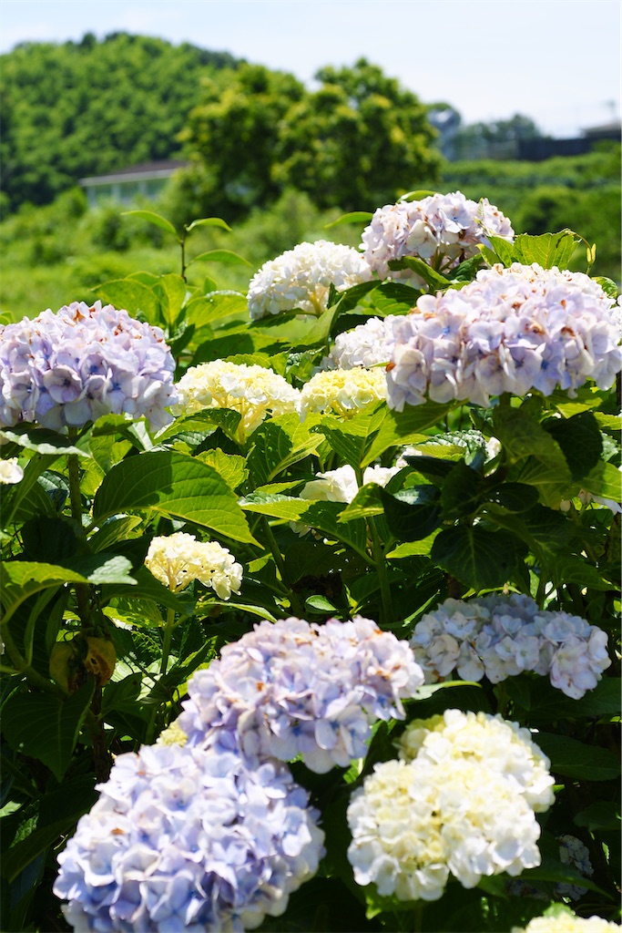 f:id:M32:20260613054201j:image