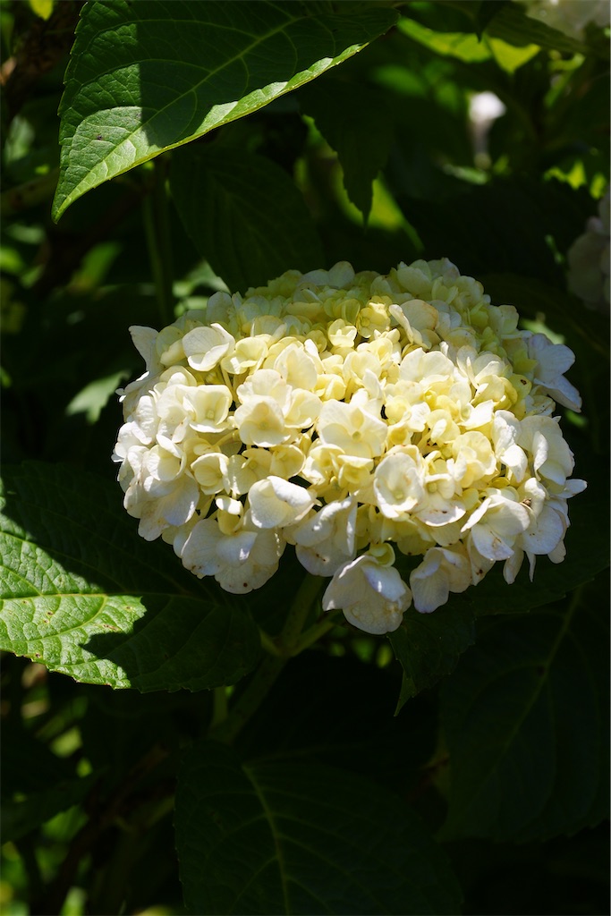 f:id:M32:20260613054213j:image