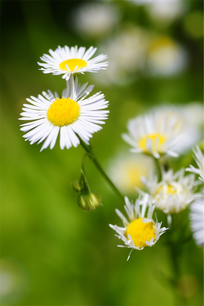 f:id:M32:20260613121333j:image
