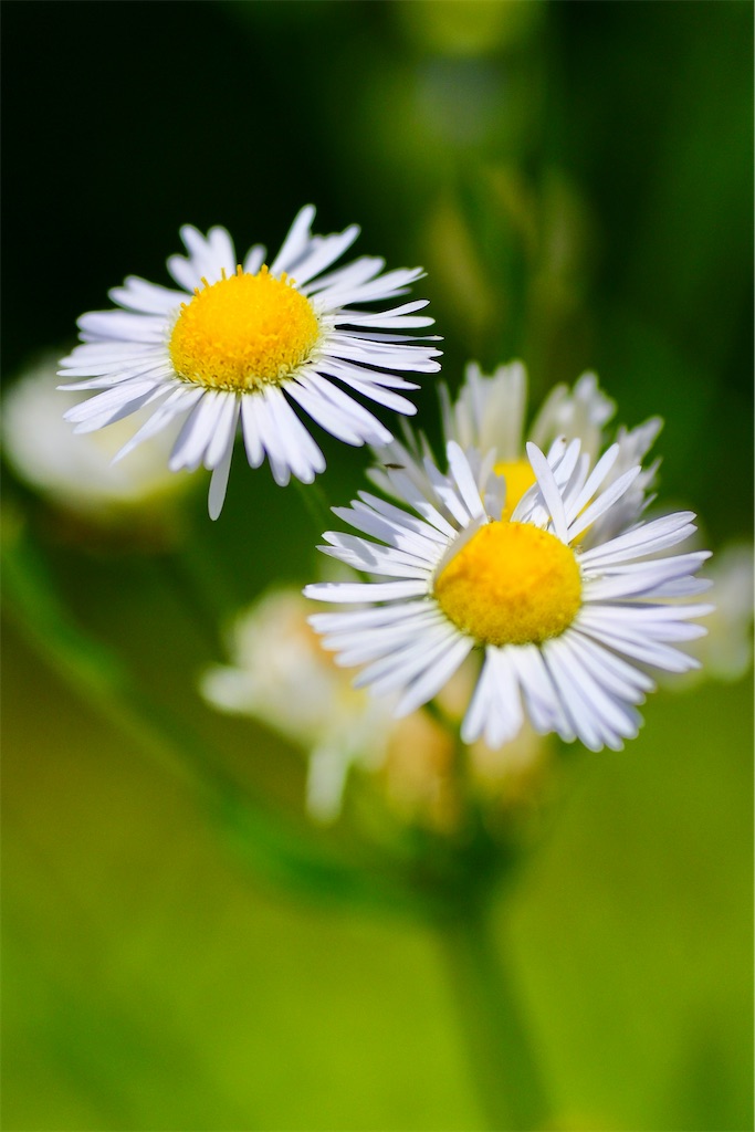 f:id:M32:20260613121346j:image