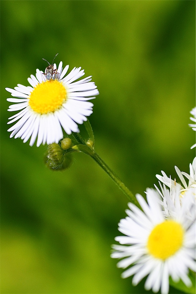 f:id:M32:20260613121400j:image